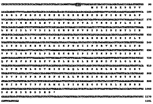 Medicago ruthenica late-embryogensis abundant protein gene and application thereof