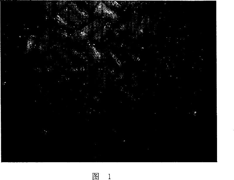 Method for obtaining conifer embryoid through liquid culture and its culture medium