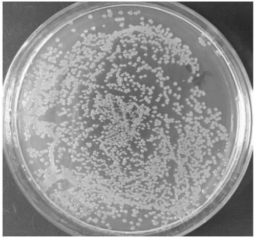 Strain of chryseobacterium and application thereof