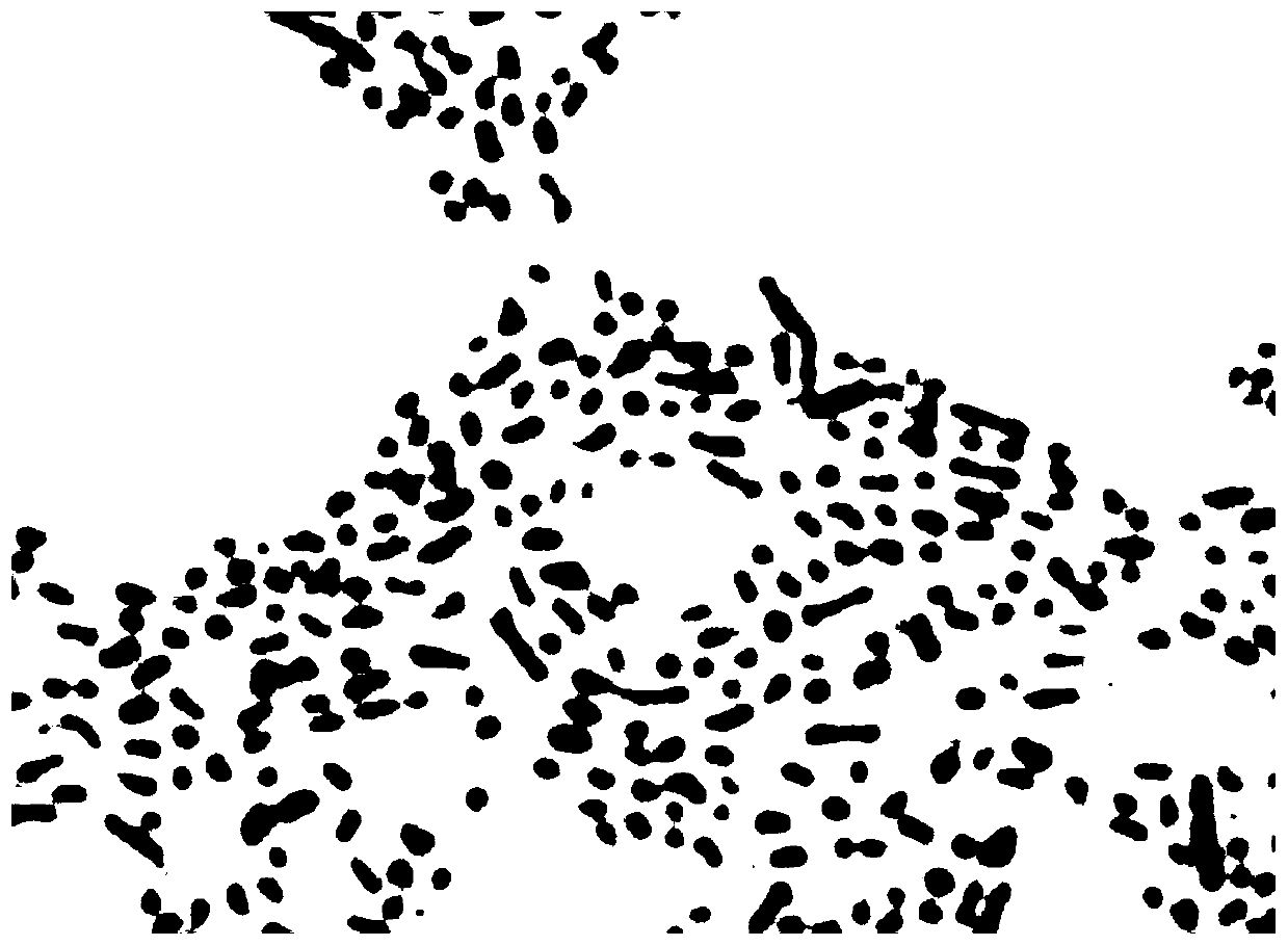 Strain of chryseobacterium and application thereof