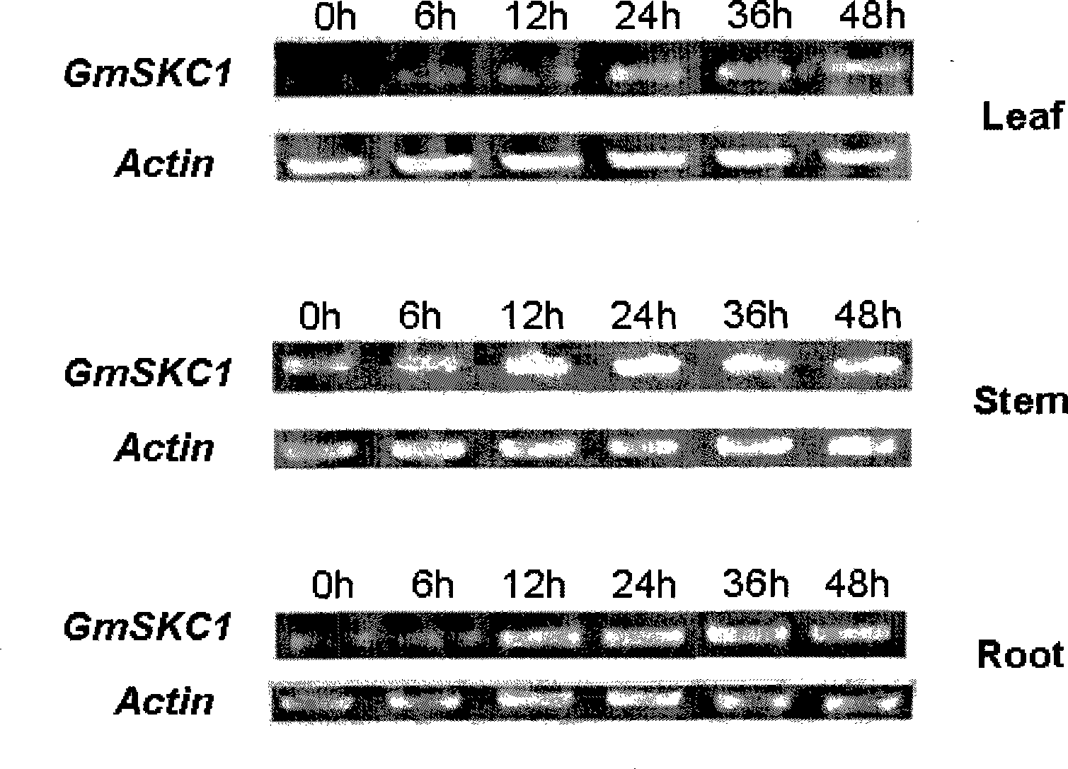 Soja bean HKT protein and coding gene thereof and application