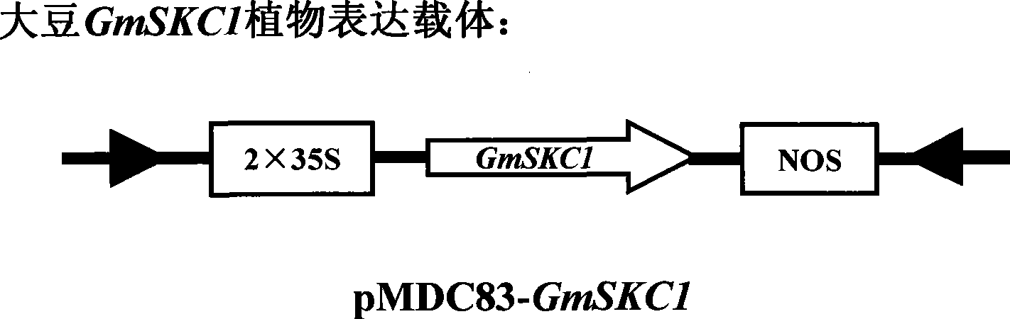 Soja bean HKT protein and coding gene thereof and application