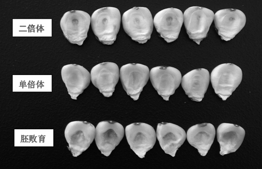 A method to improve the correct recognition rate of maize haploid