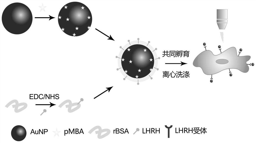 A method for detecting circulating tumor cells based on surface-enhanced Raman spectroscopy probe