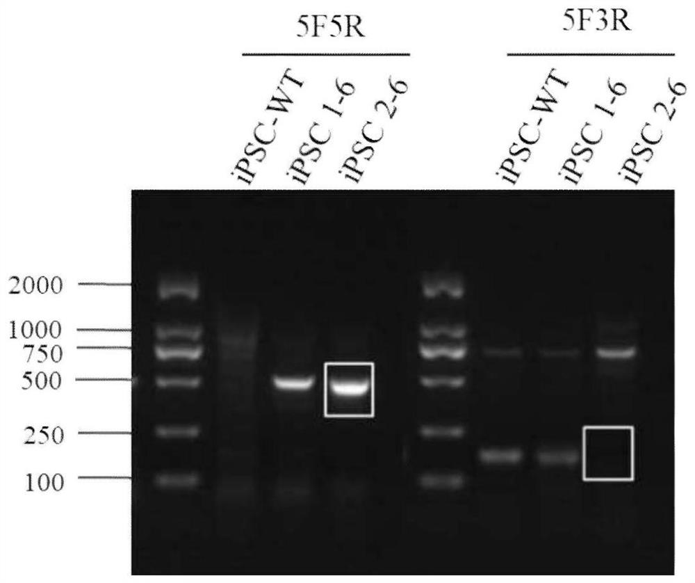 Method for knocking out NANS gene in iPSC (induced pluripotent stem cells) and application