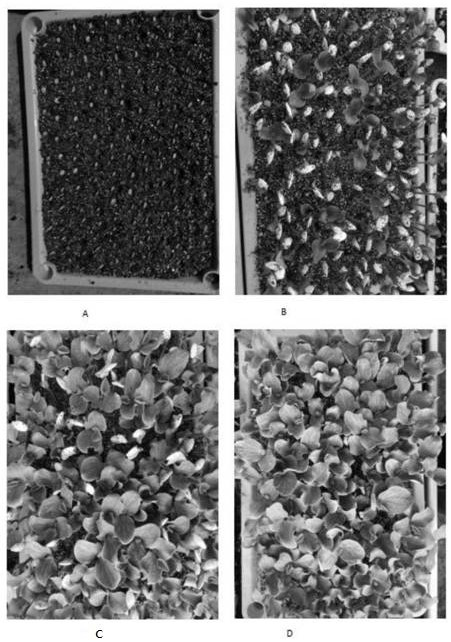 Rootstock sowing method for double-root-cutting grafting seedling raising of melons