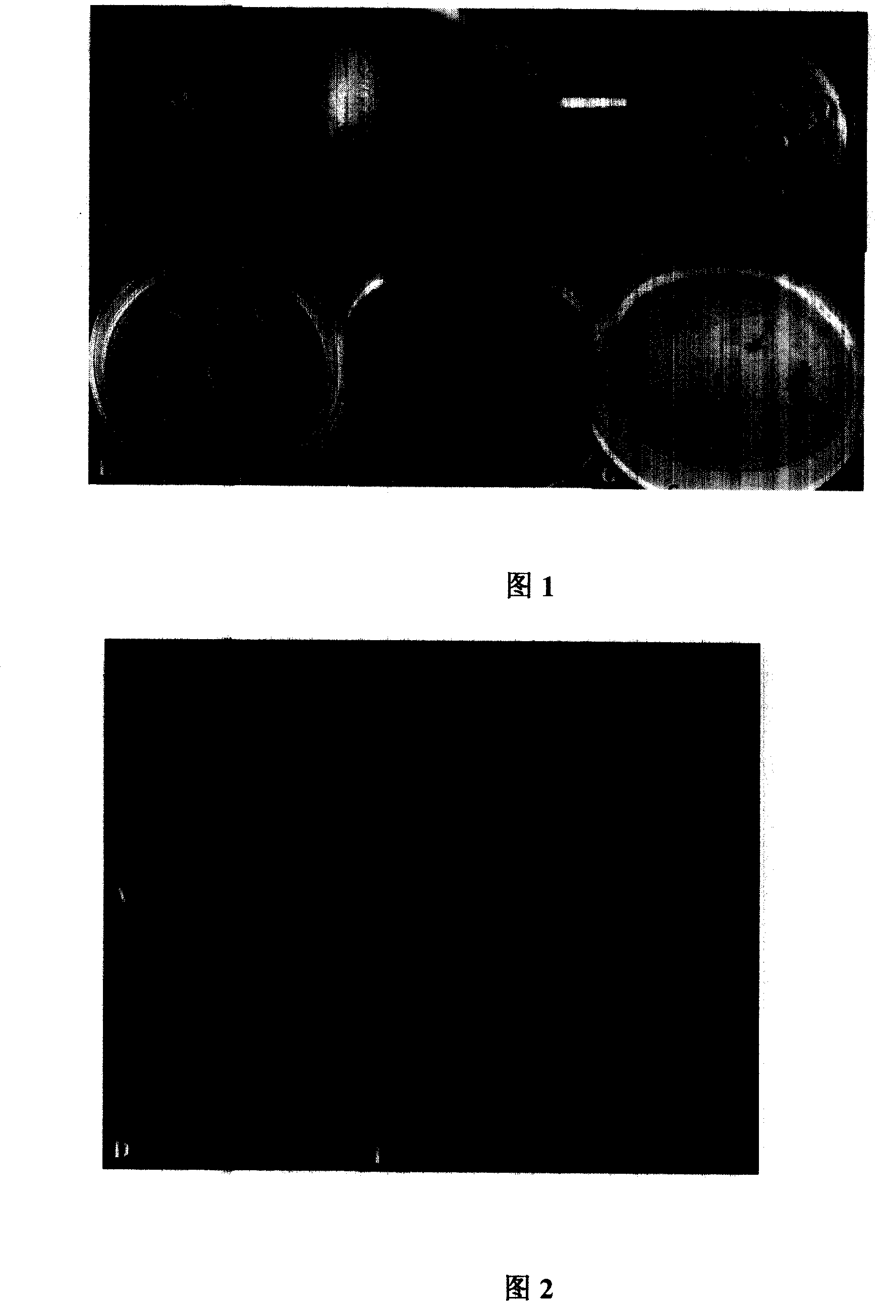 Method for converting cotton germ by agrobacterium with ultrasonic wave aid