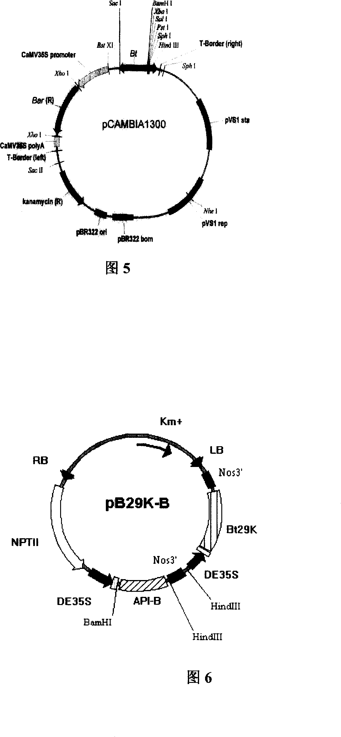 Method for converting cotton germ by agrobacterium with ultrasonic wave aid