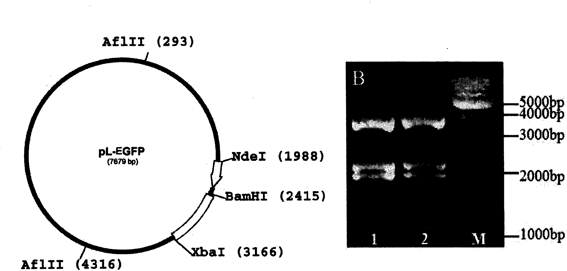 Method for obtaining transgenic chicken by lentivirus vector mediated in vivo transfection of spermatogonial stem cell