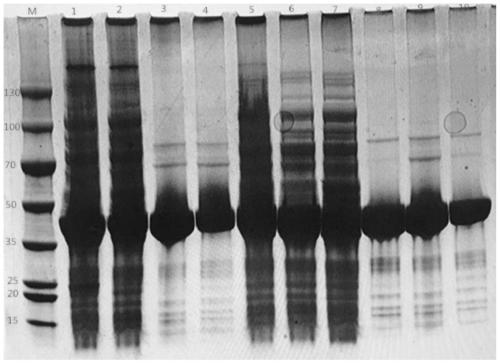 Nitrilase mutant and application thereof in preparation of 1-cyanocyclohexyl acetic acid