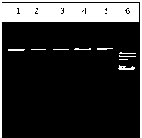 Kit and method for quickly extracting DNA of plant by use of DNA adsorption column