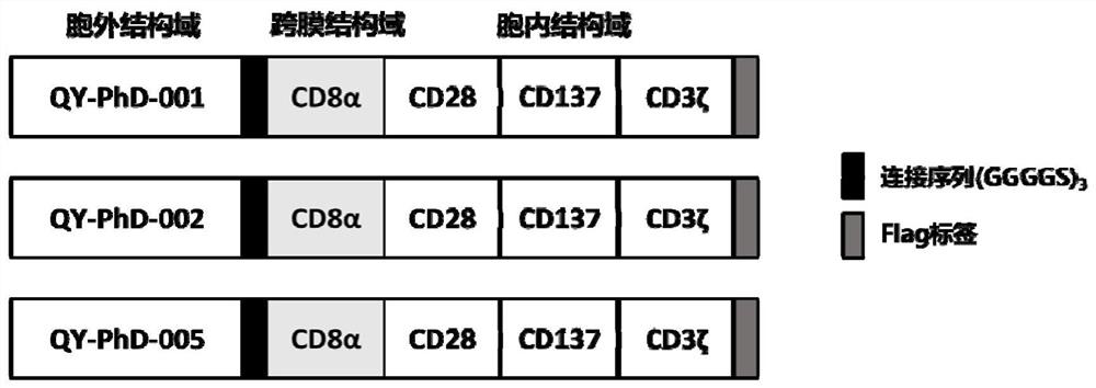 Sequence of scfv for inhibiting hiv-1 virus infection and application thereof