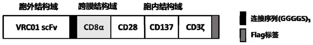 Sequence of scfv for inhibiting hiv-1 virus infection and application thereof