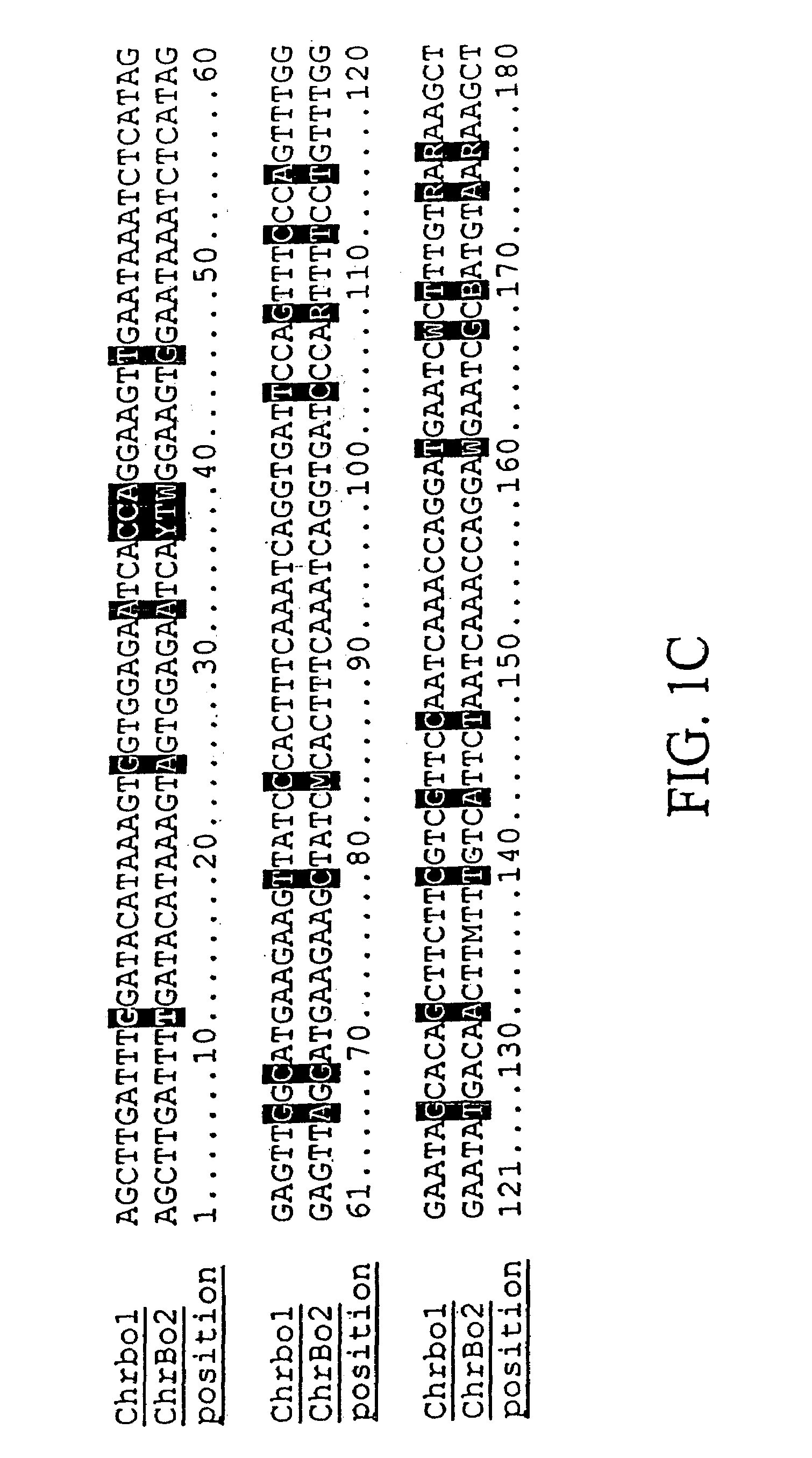 Plant centromere compositions