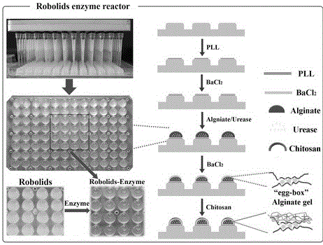 High-throughput enzyme sensor and method for detecting urea in human urine