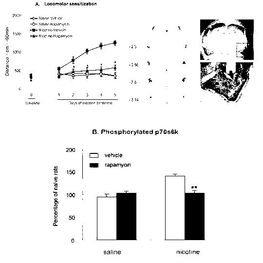 Application of mTOR (mammalian Target of Rapamycin) serving as target to screening of medicament for treating nicotine addiction