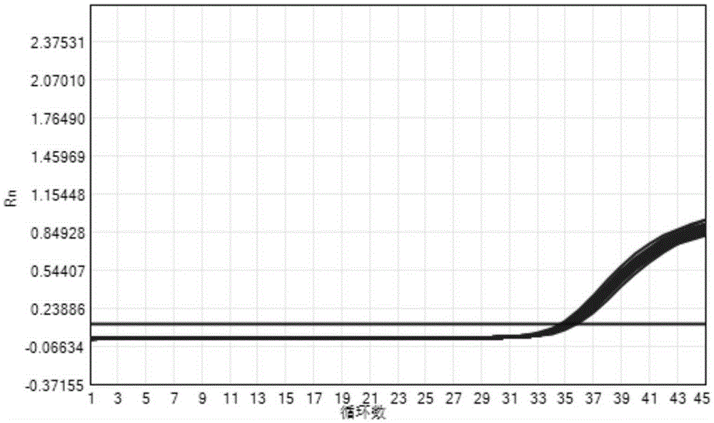 Nucleic acid fluorescence PCR detection kit for universal enterovirus, coxsackievirus A16 and enterovirus 71