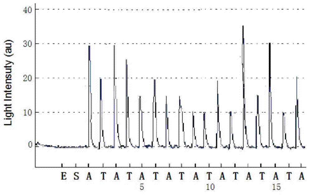 A method for analyzing the haplotype of PCR products by asynchronous synthesis and sequencing of two nucleotides