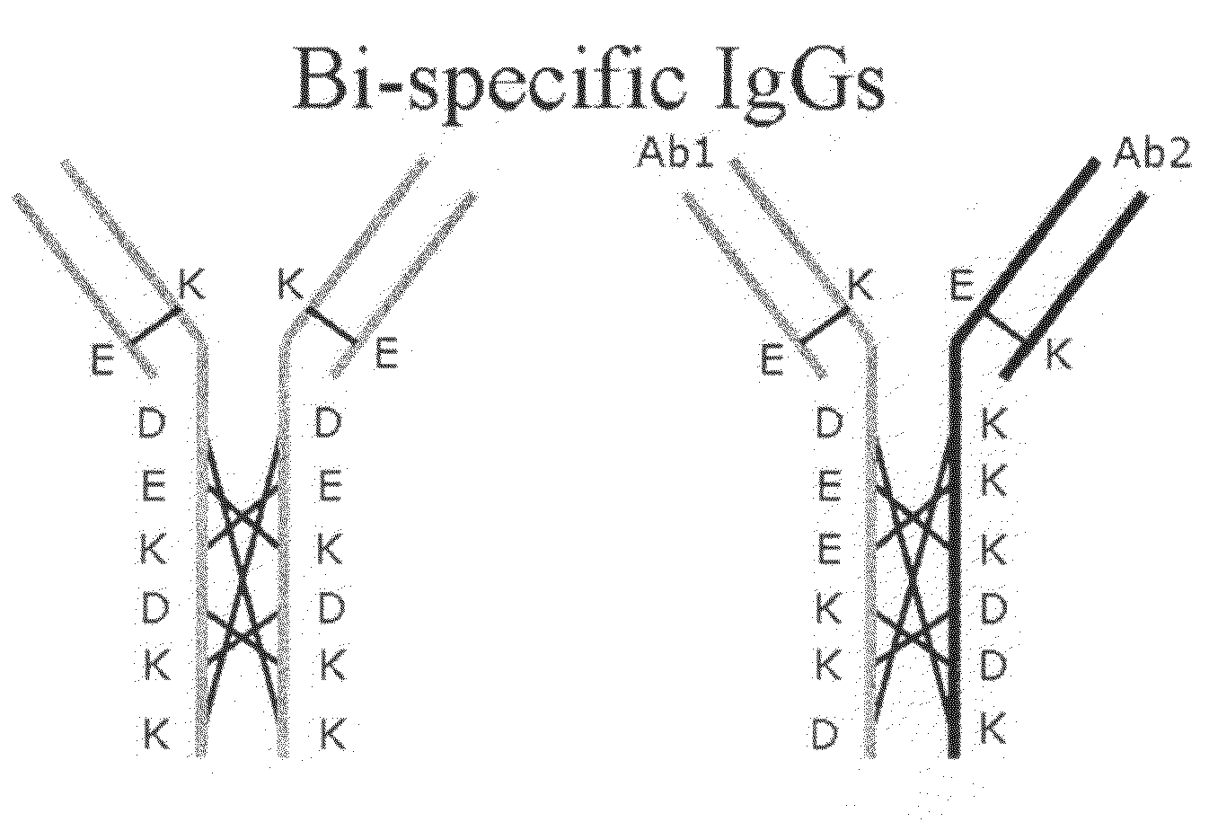 Production of Bispecific Antibodies