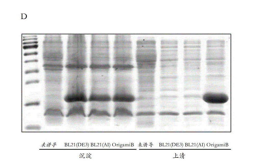 Preparation for protein or peptide labeled by unnatural amino acid