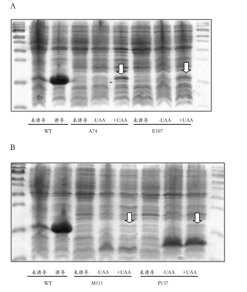 Preparation for protein or peptide labeled by unnatural amino acid