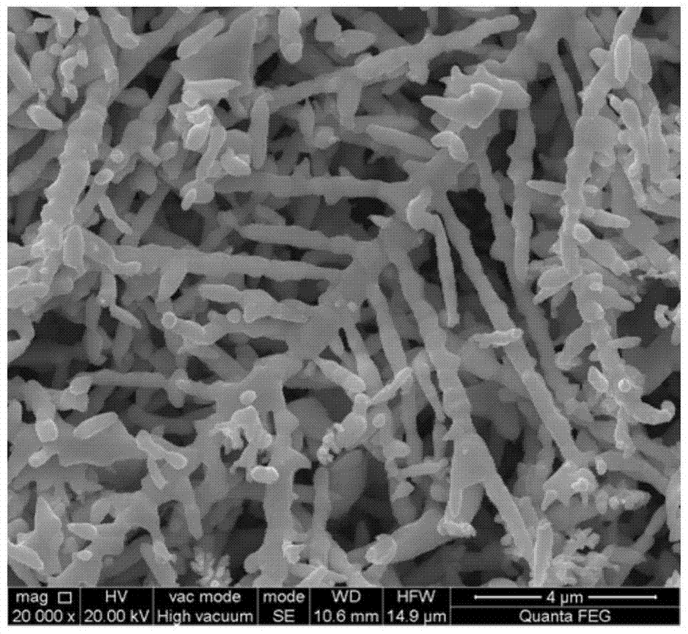 Preparation method of silver dendrite/silicon tip nanocomposite with cactus structure