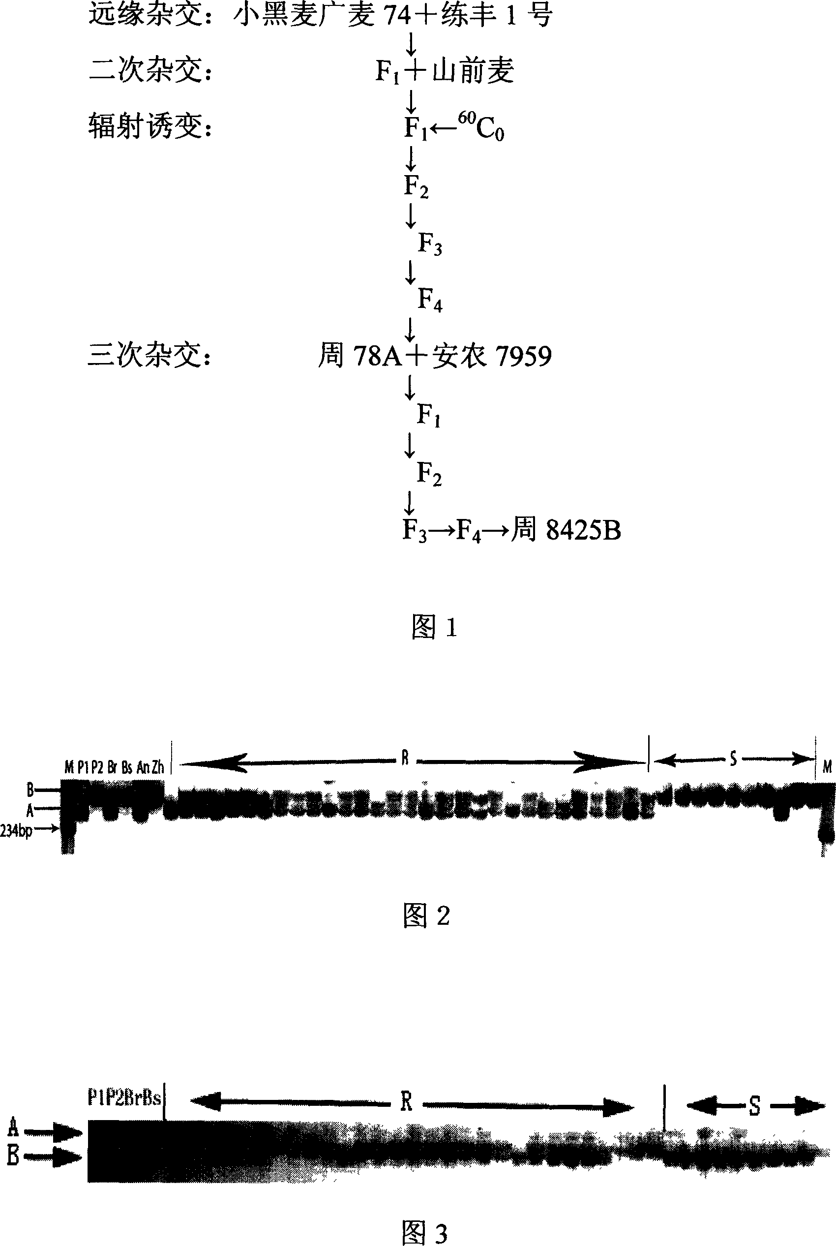 Method for breeding new varieties of wheat