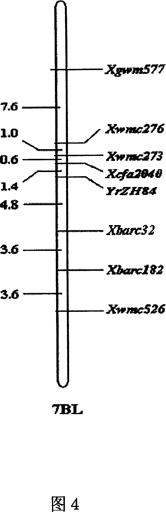 Method for breeding new varieties of wheat