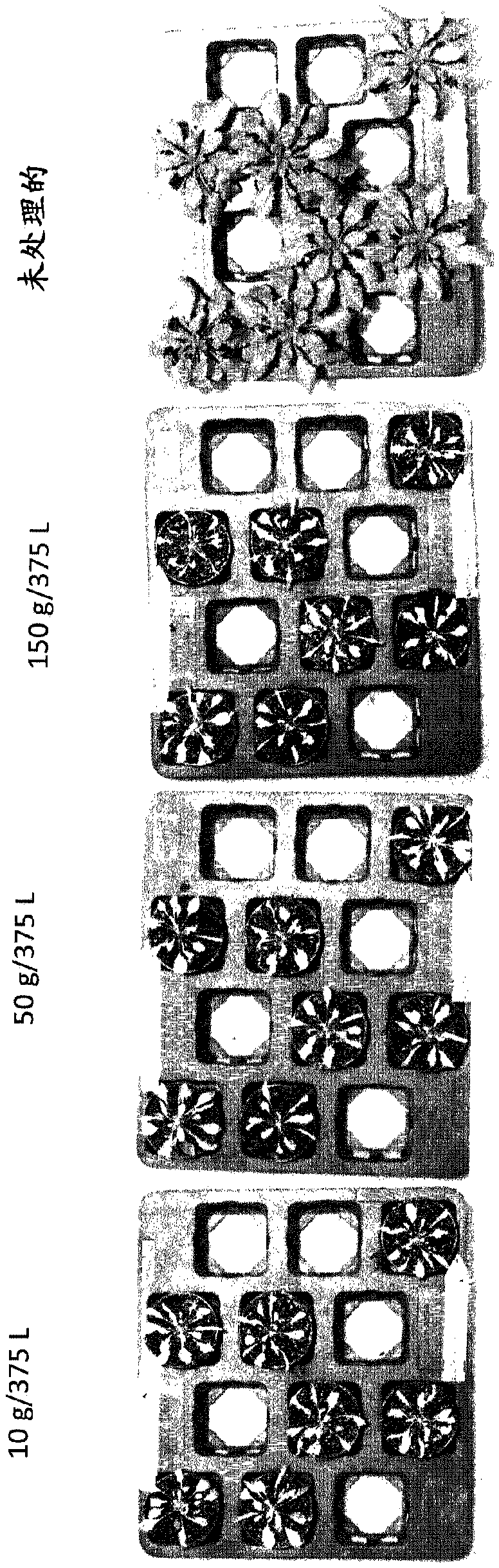 Dual transit peptides for targeting polypeptides