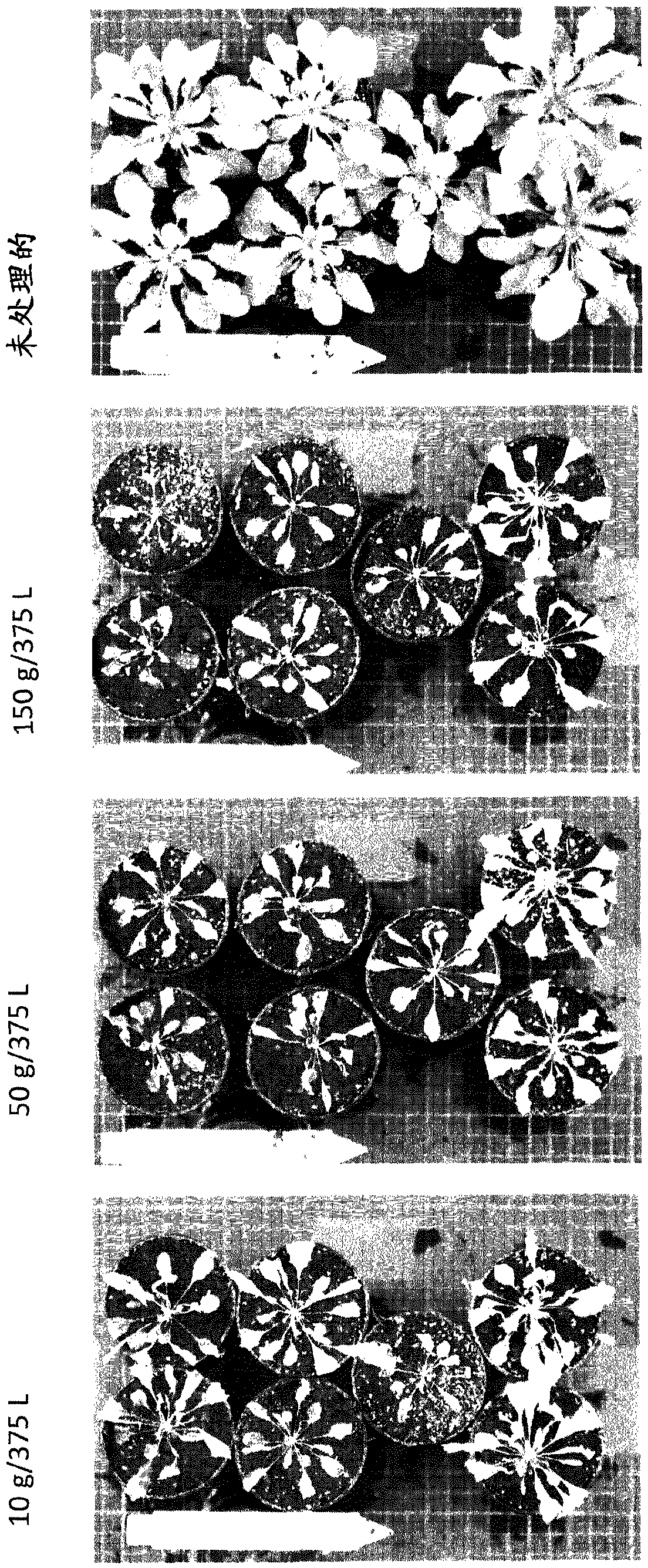 Dual transit peptides for targeting polypeptides