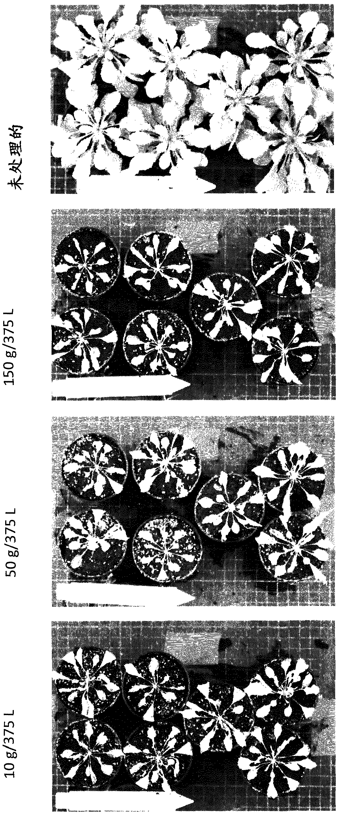 Dual transit peptides for targeting polypeptides