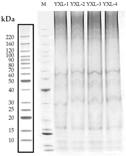 Extraction method of exosomes from mouse brain slices