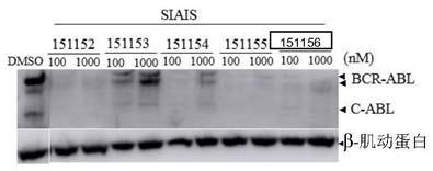 Protein degradation target compound, antitumor applications and intermediates thereof, and applications of intermediates