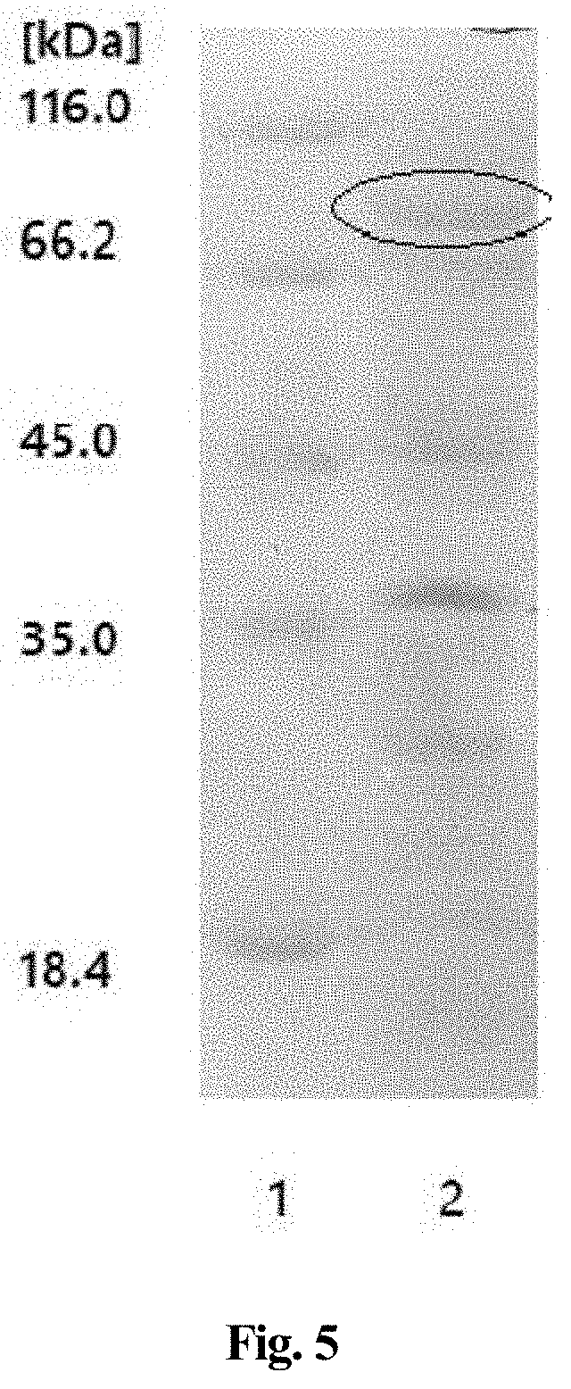 Method for producing enzymatic reaction by using adenosine to replace atp