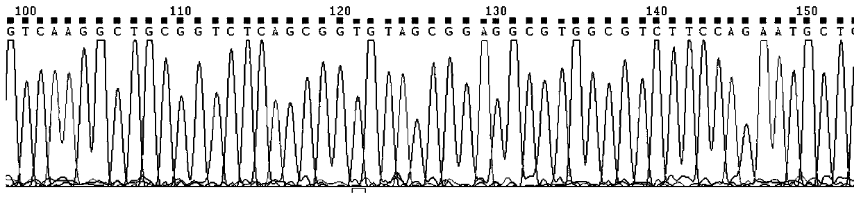 A miR-126 full-length gene knockout kit based on CRISPR-Cas9 technology and its application