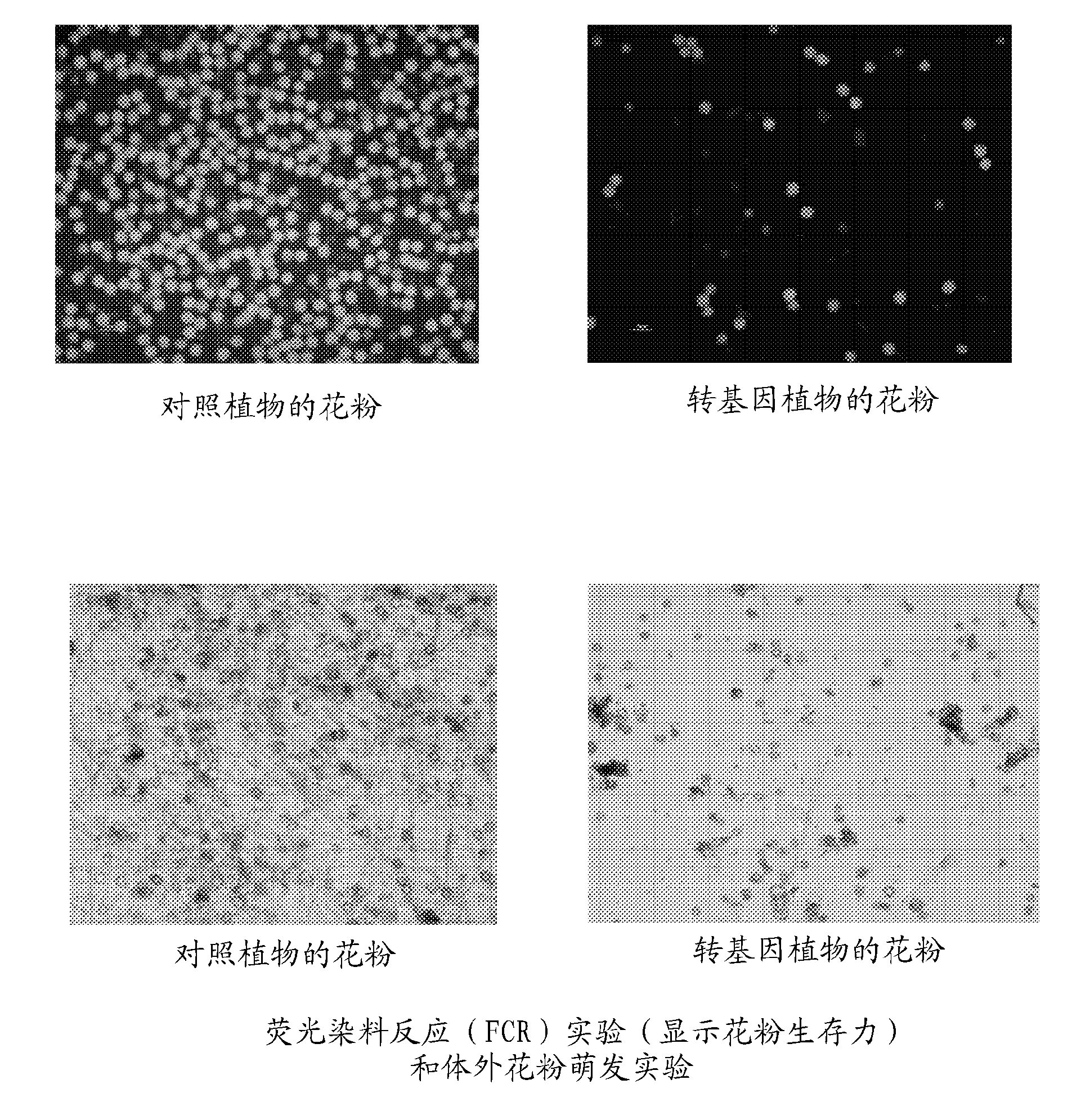 Method for producing male sterile plants