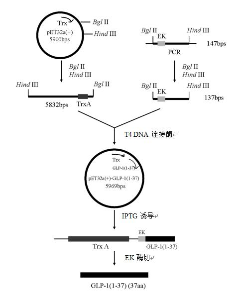 Gene engineering bacteria high-efficiently expressing recombined human glucagon-like peptide-1 (1-37) and construction method and application thereof