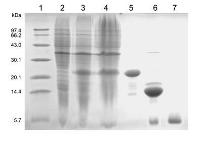 Gene engineering bacteria high-efficiently expressing recombined human glucagon-like peptide-1 (1-37) and construction method and application thereof