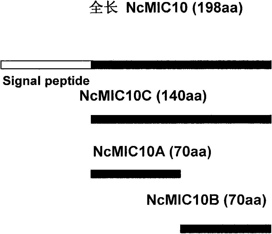 Toxoplasma circulating antigen double antibody sandwich ELISA (Enzyme-Linked Immuno Sorbent Assay) detection method