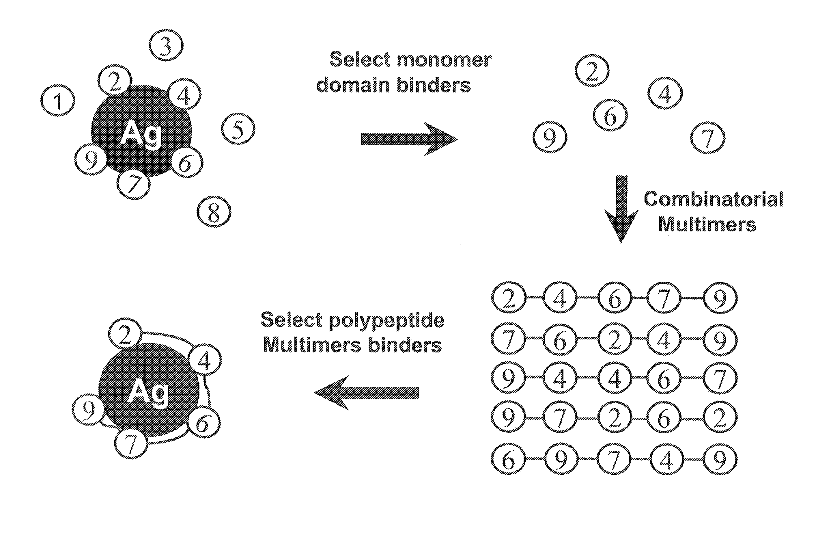 Protein scaffolds and uses thereof