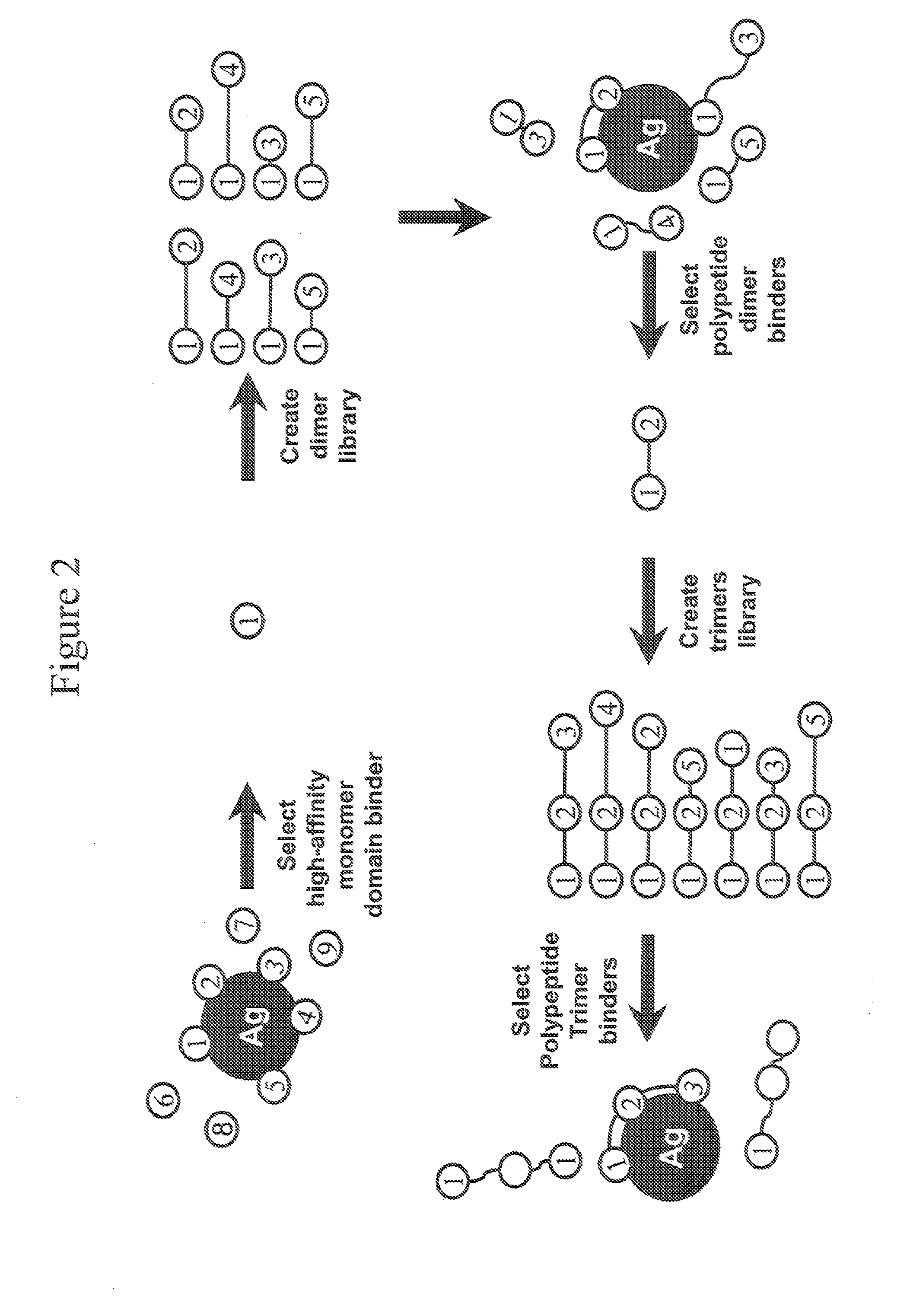 Protein scaffolds and uses thereof