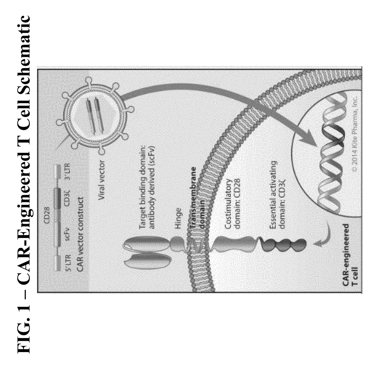 Methods of conditioning patients for t cell therapy