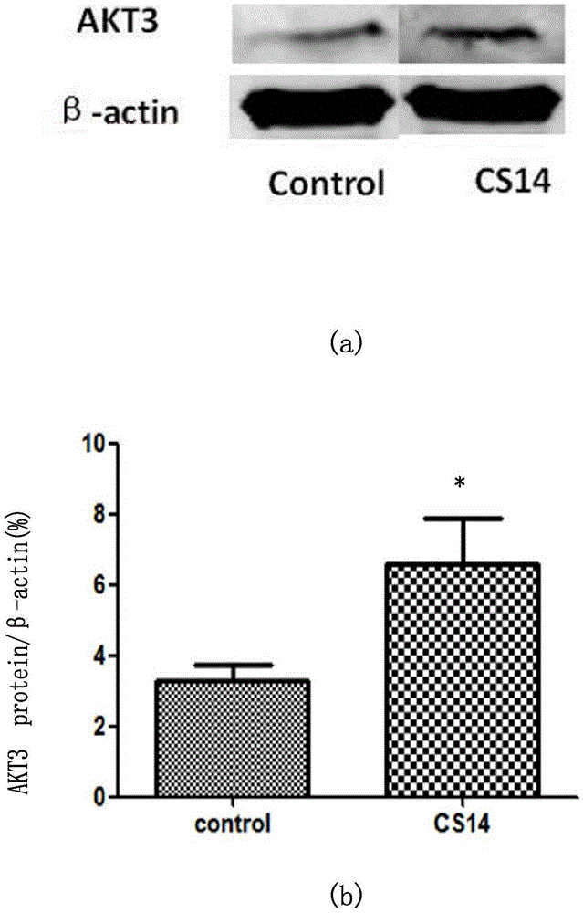 Application of miRNA-382 capable of regulating and controlling AKT3 gene expression