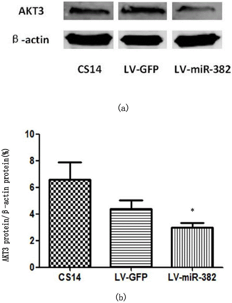 Application of miRNA-382 capable of regulating and controlling AKT3 gene expression