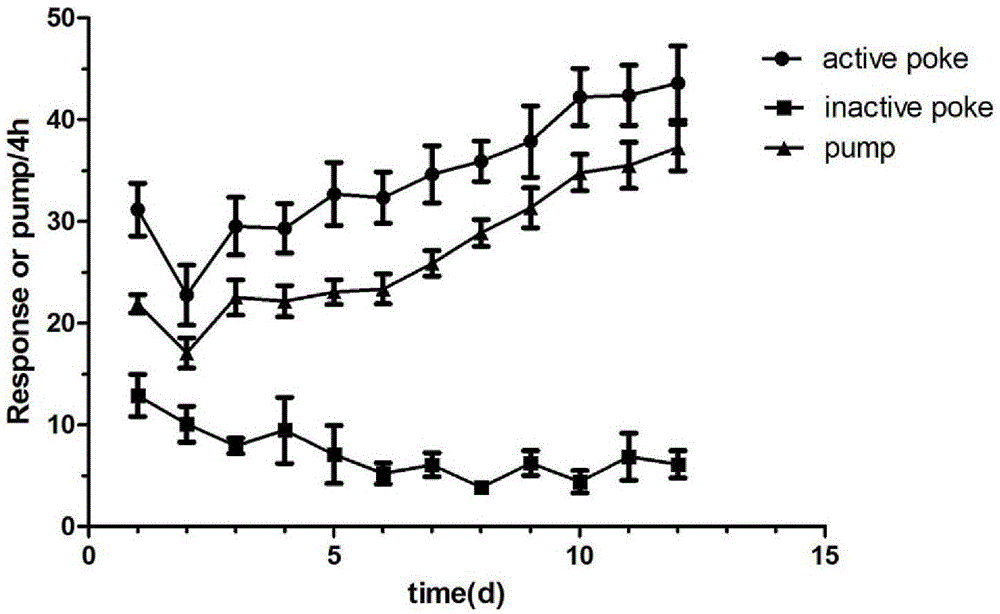 Application of miRNA-382 capable of regulating and controlling AKT3 gene expression