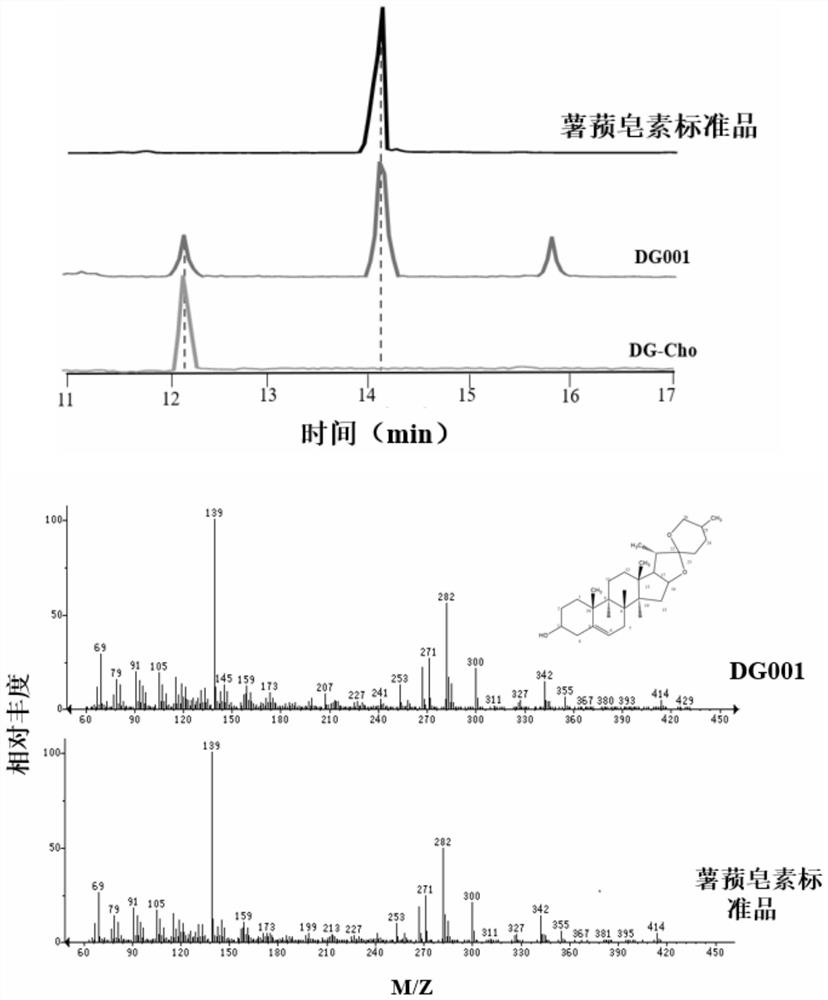 Dioscin synthesis-related proteins, coding genes and applications from Dioscorea scutellaria scutellaria