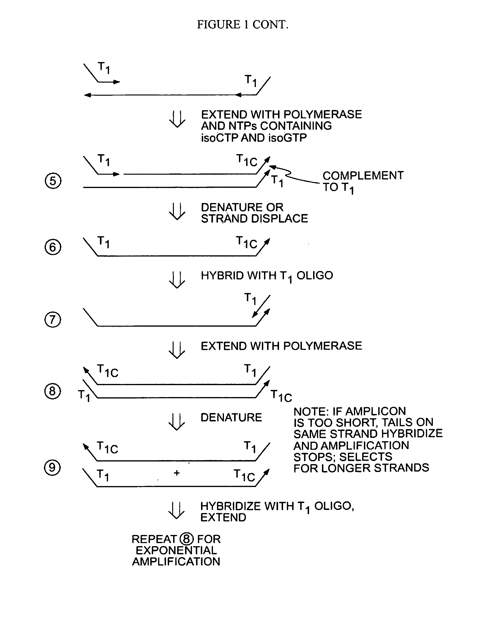 Methods for Amplifying a Complete Genome or Transcriptome