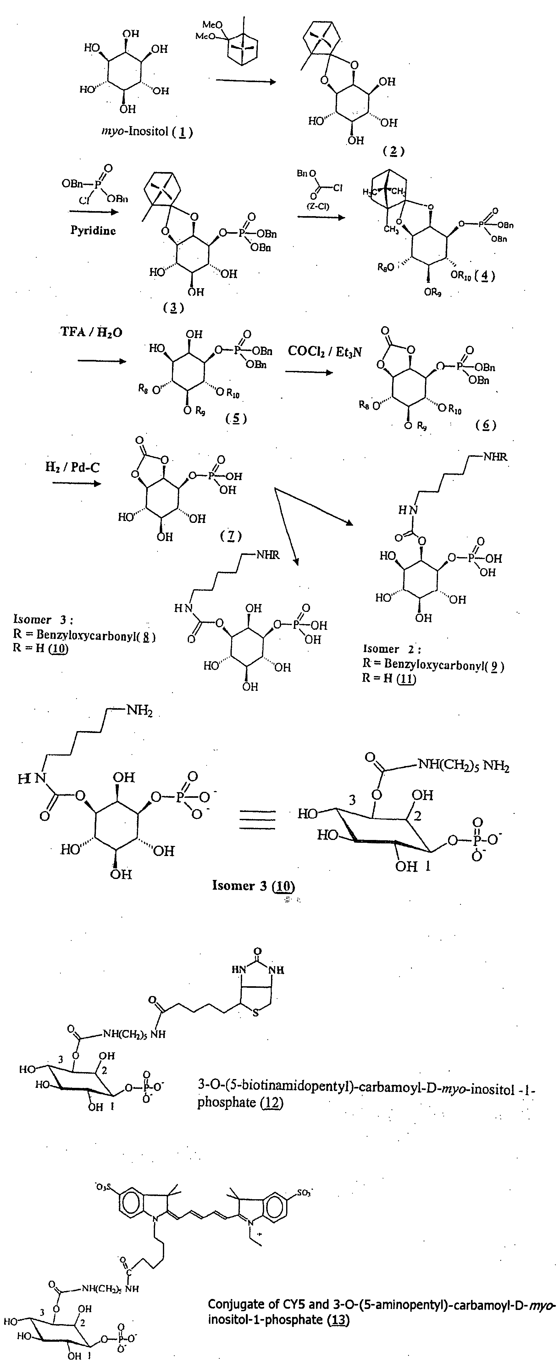 Inositol-Phosphate Derivatives and Method of Detecting Inositol-1-Phosphate