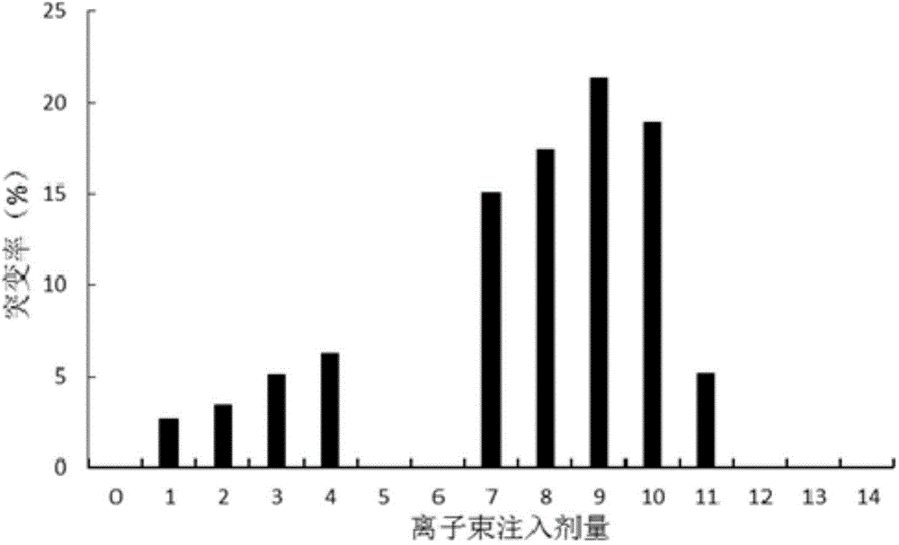 Ion beam injection mutation breeding method for cordyceps militaris strains and cordyceps militaris strains bred therethrough