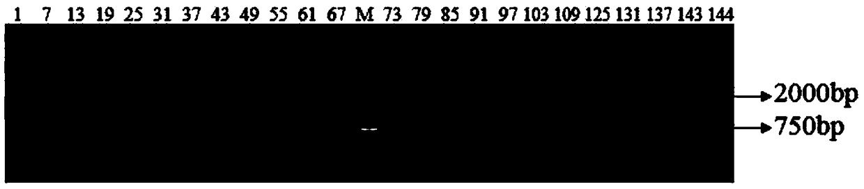 Rattus losea microsatellite DNA marker and amplification primer thereof and a detection method and application thereof